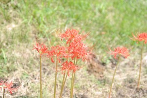 境内の彼岸花