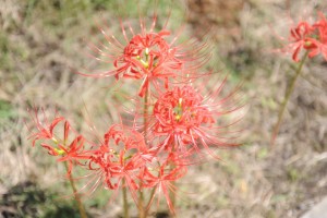 別名、曼珠沙華(マンジュシャゲ)とも言い、天界に咲く花を意味します