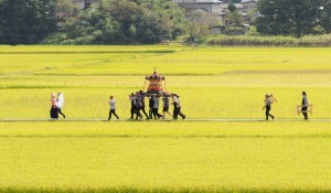 黄金色の田圃を神輿が行く