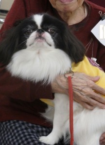 フサフサのチンちゃんです