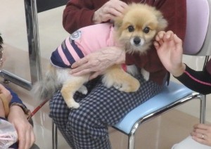 ポメちゃんも人気者でした