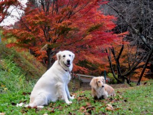 色鮮やかな紅葉の前で記念撮影