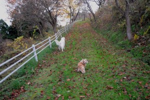 晩秋の城山公園を散歩する野々花とチュラちゃん