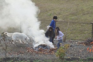 落ち葉で芋を焼く。匂いにつられる野々花