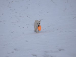 フルスビーを回収