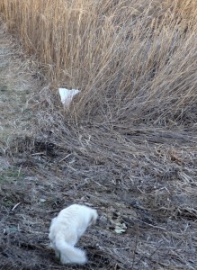 ゴミに向かう野々花