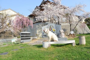 桜花に包まれたペット供養塔と野々花