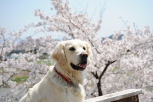 桜花爛漫、野々花も気持ちよさそう