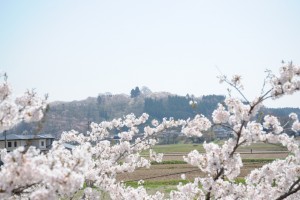 遠くに見る城山公園もピンク色に染まっています