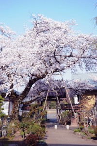山門にかかる桜