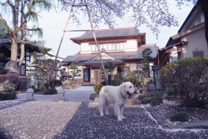 あっと言う間に散り始める。野々花も桜を惜しむ。
