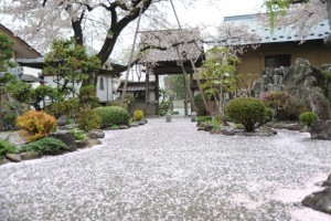 山門前の花びら