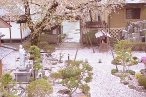 境内は一面、花びらのジュウタンとなりました。