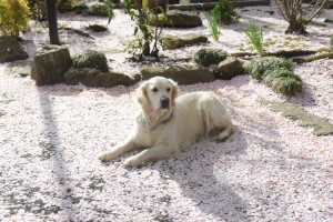 野々花、花びらのジュウタンでご満悦。
