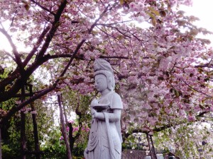 観音菩薩様を囲むように咲きほこる八重桜
