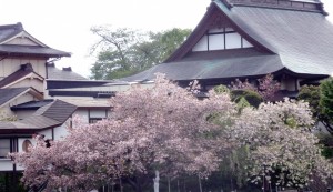 八重桜が見頃です