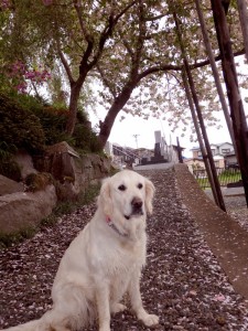 桜の回廊と野々花