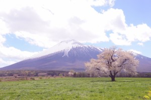 残雪の岩手山と一本桜の対比が見事