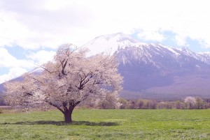 岩手山と上坊牧野の一本桜