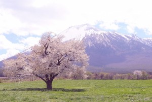 岩手山と上坊牧野の一本桜
