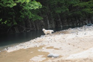 棒を投げてと、催促する野々花です