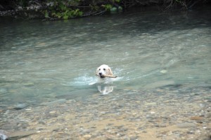 冷たい水もなんのその、青く澄みきった清流で楽しそうに泳ぐ。