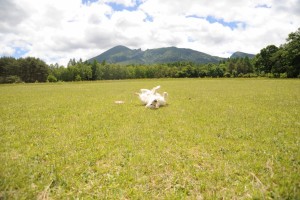 広い草原で気持ちよさそうに寝転ぶ。