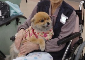 しぐさが可愛いポメラニアンのクルミちゃん。