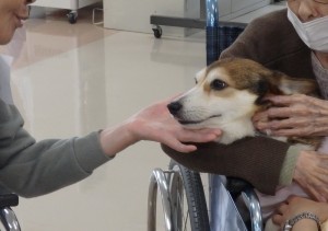 ちょっと重たいけど抱っこされた、コーギーのアスカちゃん。