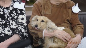 抱っこされ、ご満悦のダックスのモグモグちゃん。