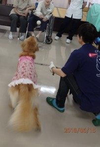 入所者の方が投げたボールを上手にキャッチするゴールデンのアロアちゃん。
