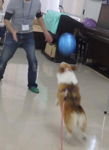 芸達者なコーギーのミミちゃんは投げられたビーチボールを鼻でついて返します。