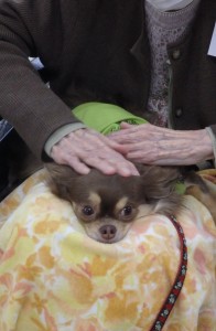 膝の上ですっかりリラックスしているチワワの五郎ちゃん。