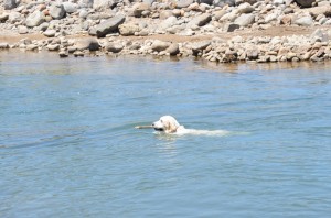 両足を使い、気持ちよさそうに泳ぐ。