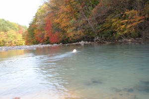 紅葉に染まる水面を泳ぐ野々花