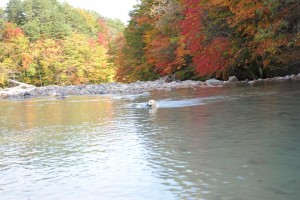 棒を得意げに回収する野々花。今年の泳ぎ納めです。