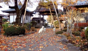 野々花も愁いの秋を感じるのかな?