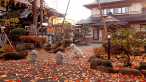 境内を色取る桜の葉。晩秋を感じます