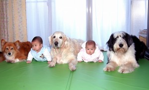 太郎君1歳の時です。かってお寺で暮らした小梅(コーギー)ともも子(ゴールデン)に挟まれているのが太郎君です。もも子とバッハ(ビアデッドコリー)の間が双子のかれんちゃんです。