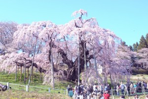 満開の三春滝桜