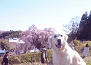 野々花も桜をバックに記念撮影。