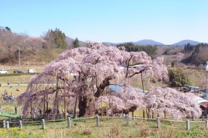 上の方から撮影。種類はエドヒガン系のベニシダレザクラです。