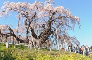 菜の花との競演も見事です
