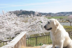 野々花にも愛でる心があるのかな?