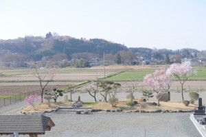 永代供養庭園墓地の桜