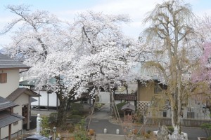 樹齢百年以上のソメイヨシノ