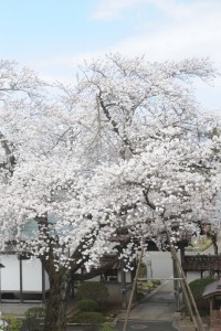 山門を覆い尽くす
