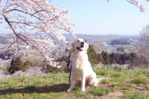 この場所が好きな撮影スポットで、下方に北上川が見えます