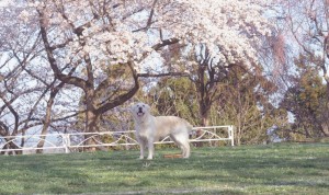 野々花も楽しそうです