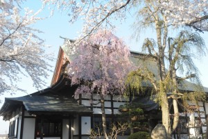 境内のシダレザクラと本堂
